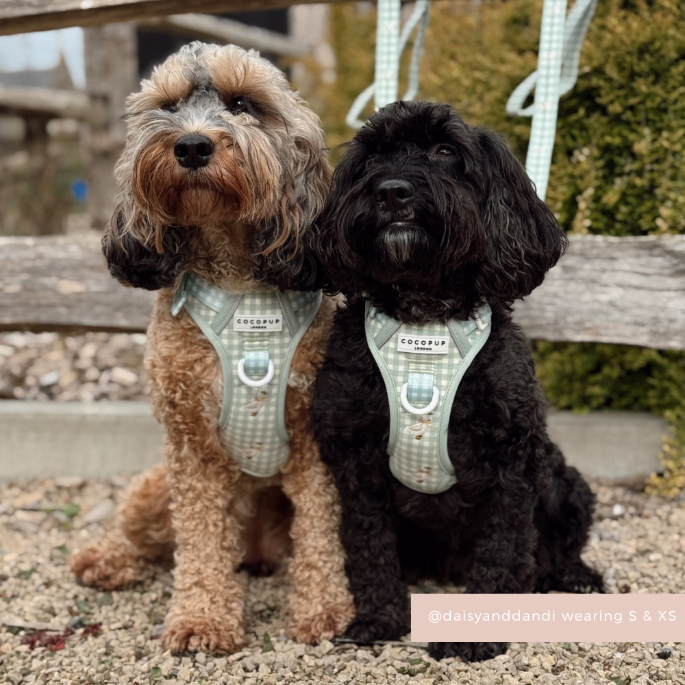 Explore Harness - Silly Goose