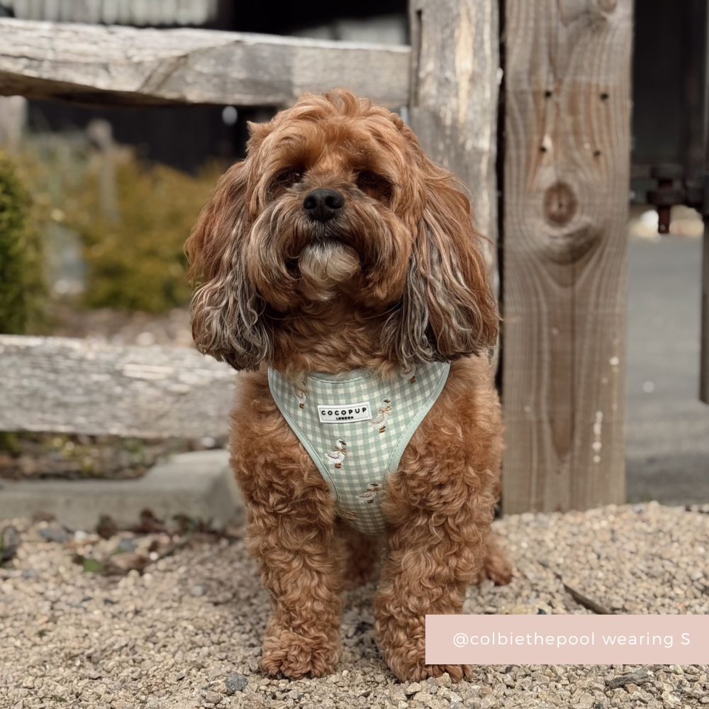 Silly Goose Adjustable Neck Harness, Lead & Collar Bundle