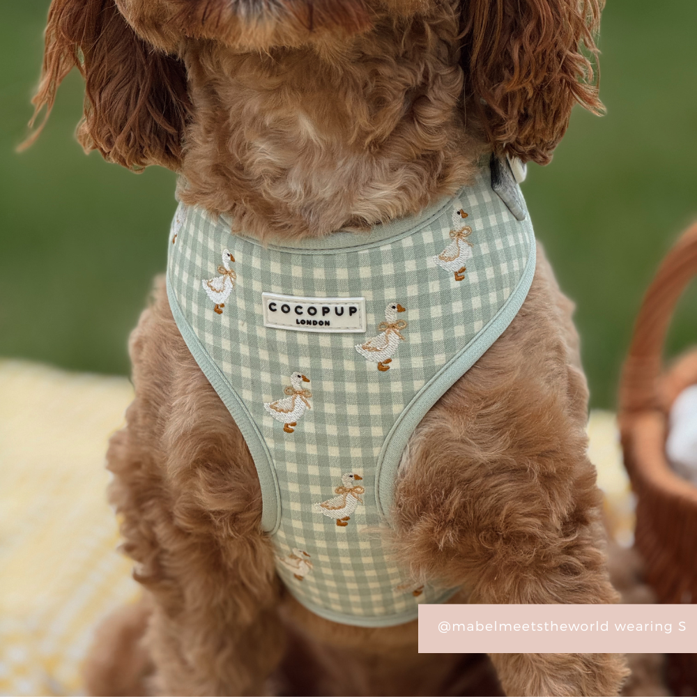 Silly Goose Adjustable Neck Harness, Lead & Collar Bundle