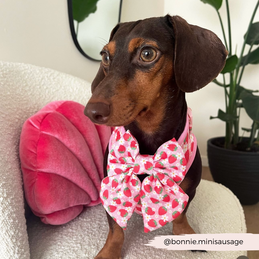 Pupberry Fields Sailor Bow Tie