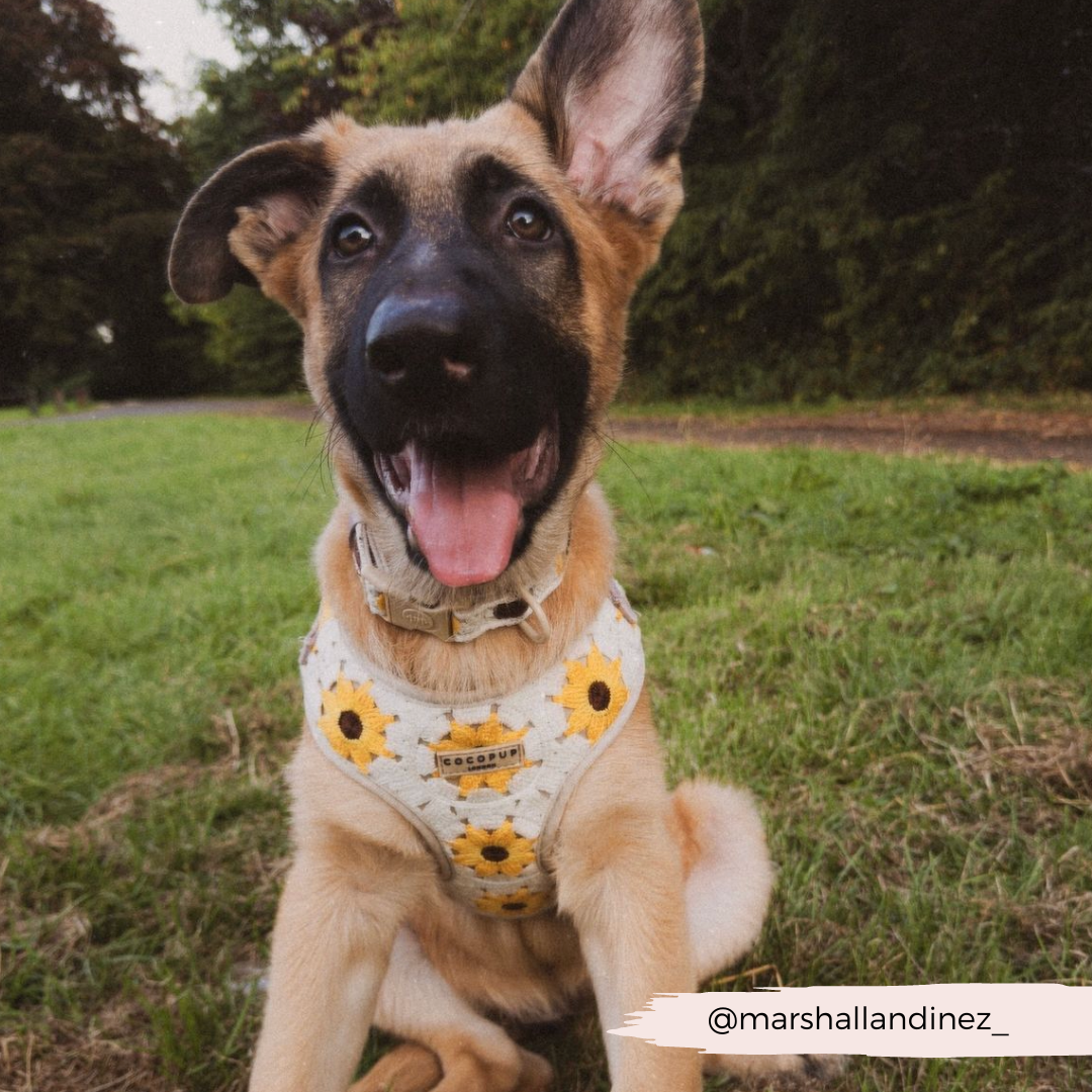 Sunflower Patch Adjustable Neck Harness, Lead & Collar Bundle