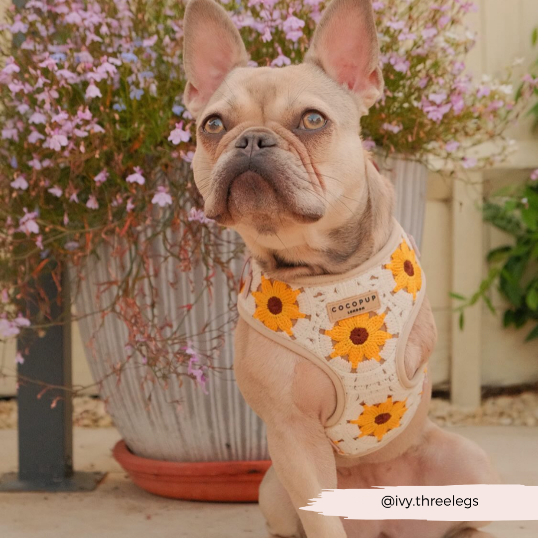 Sunflower Patch Adjustable Neck Harness, Lead & Collar Bundle