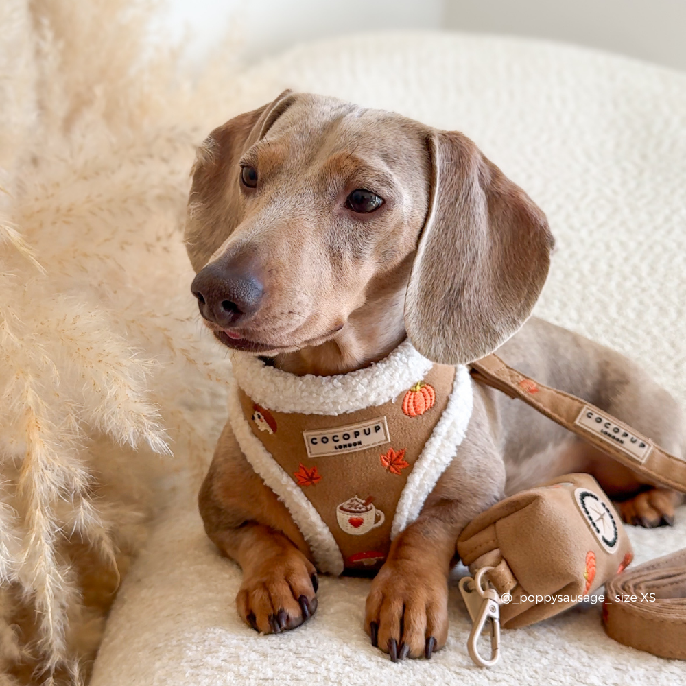 A close-up of a sausage dog wearing a tan and white trim harness with autumn-themed embroidered details including a pumpkin, mushroom, coffee cup, and leaves. The brand label reads 'COCOPUP LONDON'.