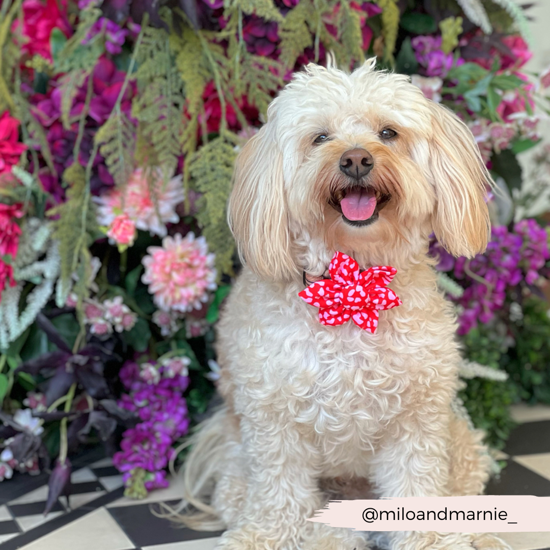 Red & Pink Leopard Collar Flower