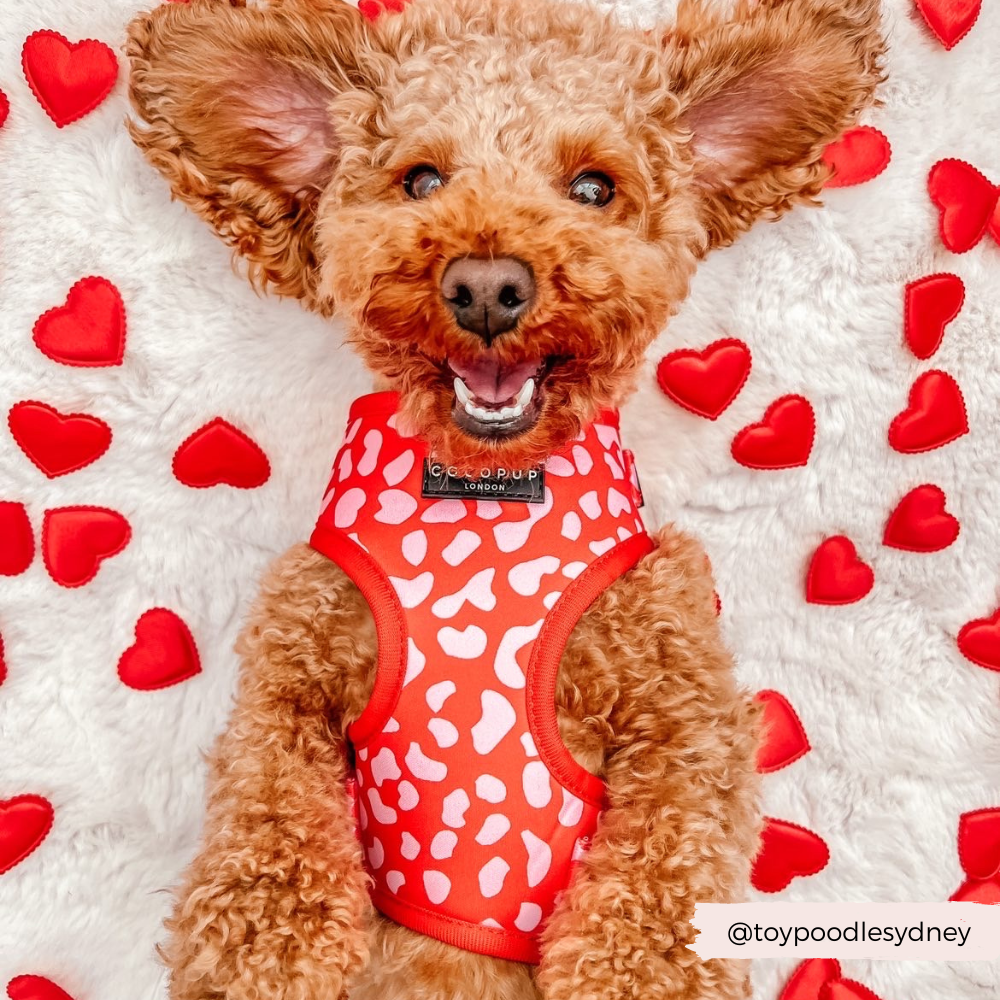 A happy, curly-haired dog wearing a stylish Red & Pink Leopard Adjustable Neck Harness from Cocopup London lies on a white blanket adorned with red heart shapes. The dog's mouth is open in a joyful expression, and the Instagram handle @toypoodlesydney is displayed in the corner.