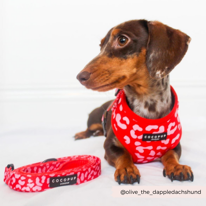 A small brown dachshund, sporting a Red & Pink Leopard Adjustable Neck Harness from Cocopup London, is lying down and looking to the side. A matching leash lies beside the dog. Both the harness and leash feature "Cocopup London" labels, with the handle displaying "@olive_the_dappledachshund.