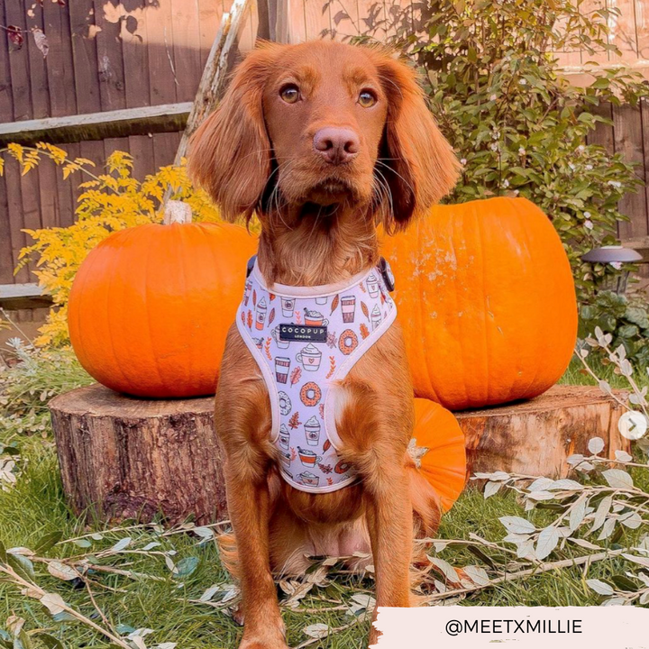 Autumn Puppuccino Adjustable Neck Harness