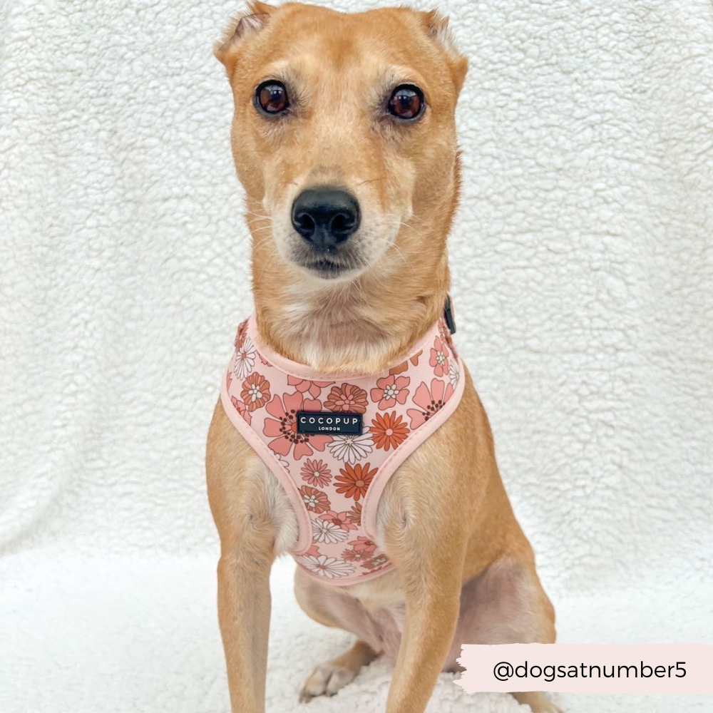 Dog wearing Groovy Florals Harness.