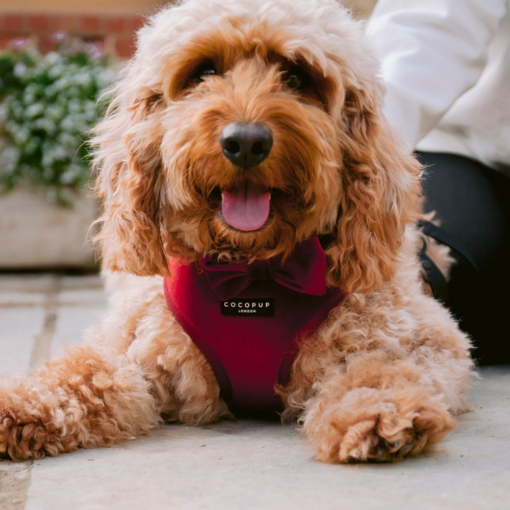 LUXE Velvet Adjustable Neck Harness - Berry Red