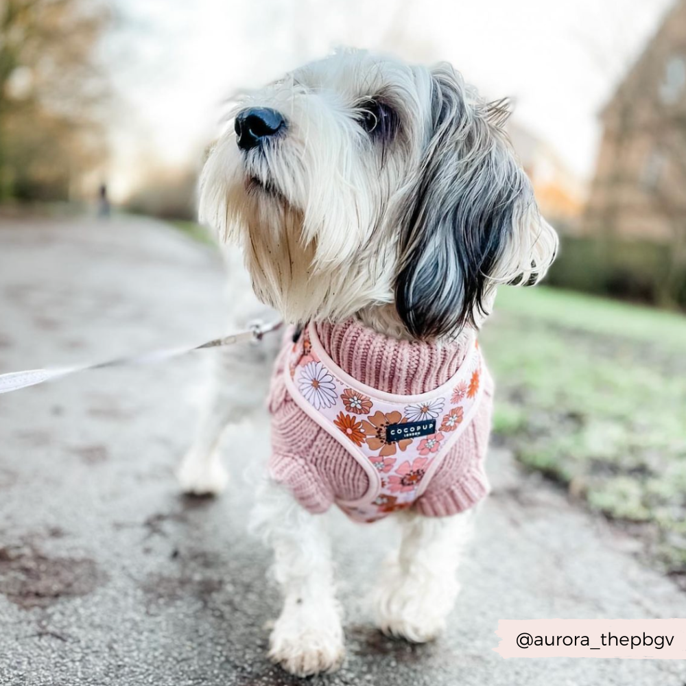 A small, white and brown dog wearing a Groovy Florals Adjustable Neck Harness by Cocopup London, with 70s-inspired floral patterns and a pink base, stands on a paved path. The background is a blurry green landscape. The dog's harness tag reads "GOOBR." A white leash is attached, and the social media handle "@aurora_thepbgv" is visible in the corner.