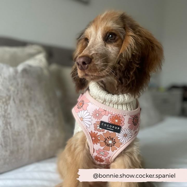 Fluffy dog wearing Groovy Florals Harness.