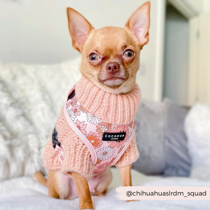 A small Chihuahua wearing a pink knitted sweater and the Groovy Florals Adjustable Neck Harness from Cocopup London sits on a white surface. The background includes a fuzzy white blanket and white pillows. Text overlay reads "@chihuahuaslrdm_squad".