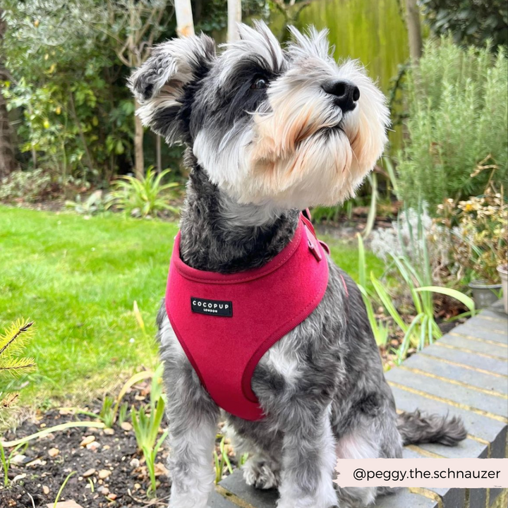 LUXE Velvet Adjustable Neck Harness - Berry Red