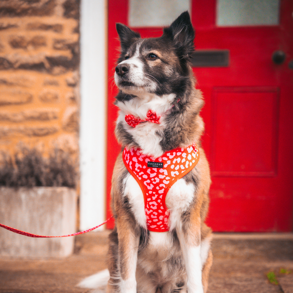 A medium-sized dog with a fluffy coat sits calmly in front of a red door, sporting the Cocopup London Red & Pink Leopard Adjustable Neck Harness with matching bow tie. The setting is cozy, with a stone wall and potted plants in the background.