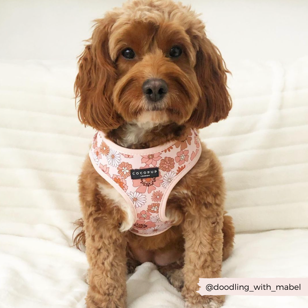 A small brown dog with curly fur sits on a white blanket. The dog is sporting a Groovy Florals Adjustable Neck Harness by Cocopup London, featuring a pink, 70s-inspired floral pattern. The Instagram handle "@doodling_with_mabel" is written in the bottom right corner.