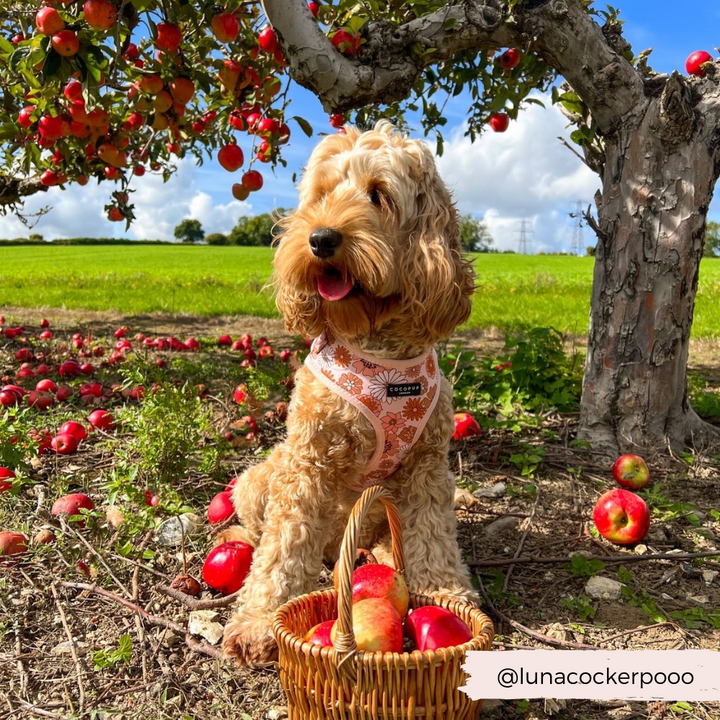 Fluffy dog wearing Groovy Florals Harness.