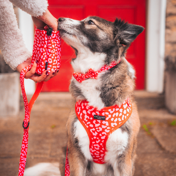 A dog wearing the Cocopup London Red & Pink Leopard Adjustable Neck Harness and bow sits and looks up at a person holding the matching leash. The person, dressed in a white fluffy jacket, stands in front of a red door and stone wall, showcasing their stylish choice from the Red & Pink Leopard Adjustable Neck Harness, Lead & Collar Bundle.