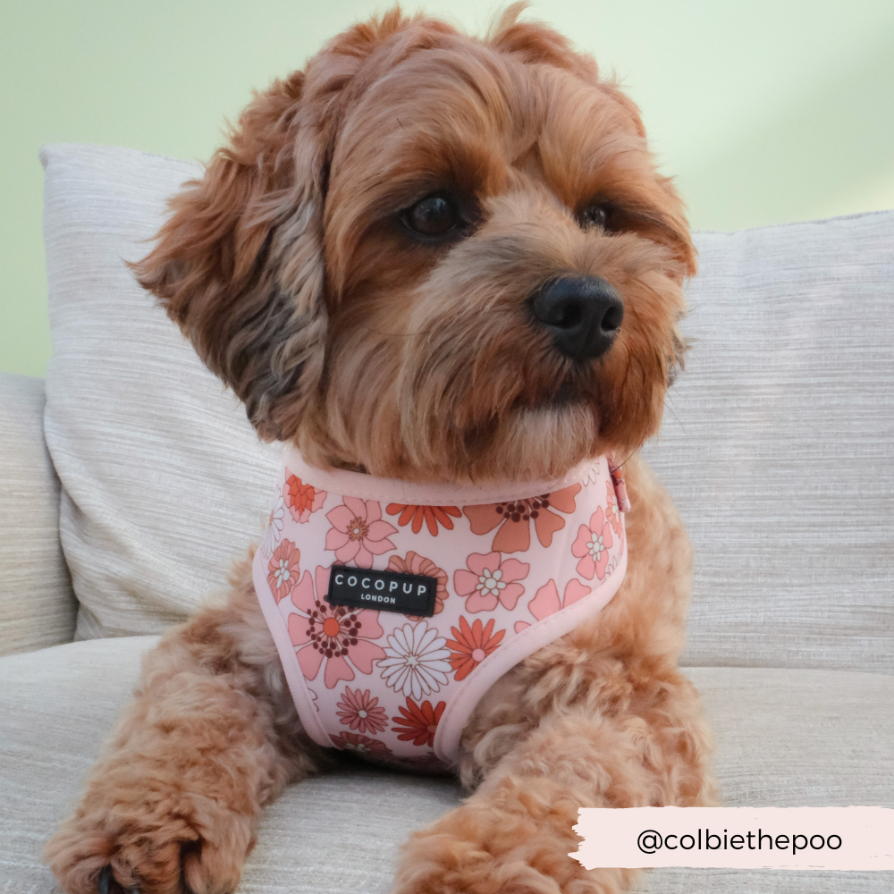 Fluffy dog wearing Groovy Florals Harness.