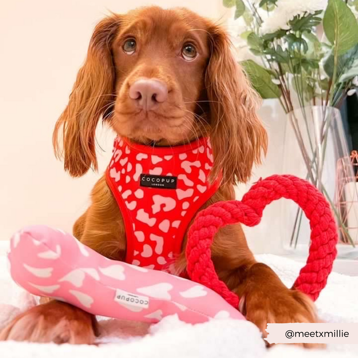 A brown dog with long ears is dressed in a Red & Pink Leopard Adjustable Neck Harness, Lead & Collar Bundle from Cocopup London. The dog is surrounded by a pink bone-shaped toy and a red heart-shaped rope toy. A potted plant is visible in the background, and the Instagram handle "@meetxmillie" is displayed in the corner.